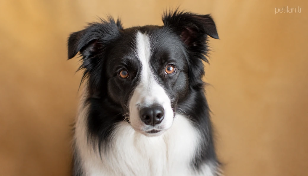 Ankara Köpek fiyat