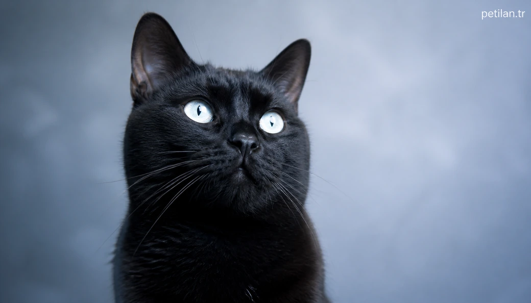 Ardahan Kedi fiyat