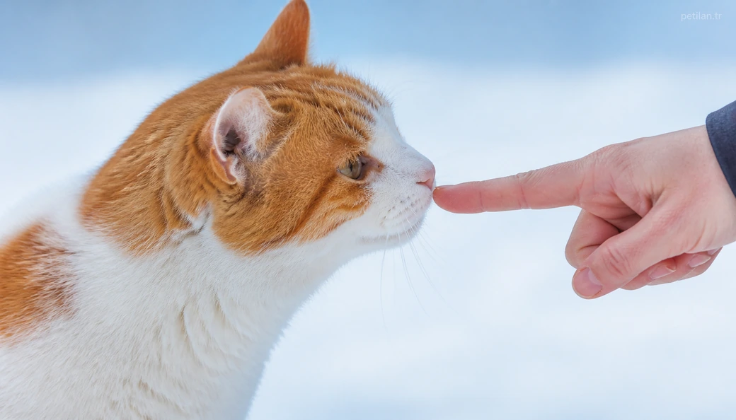 Ardahan Kedi sahiplenme