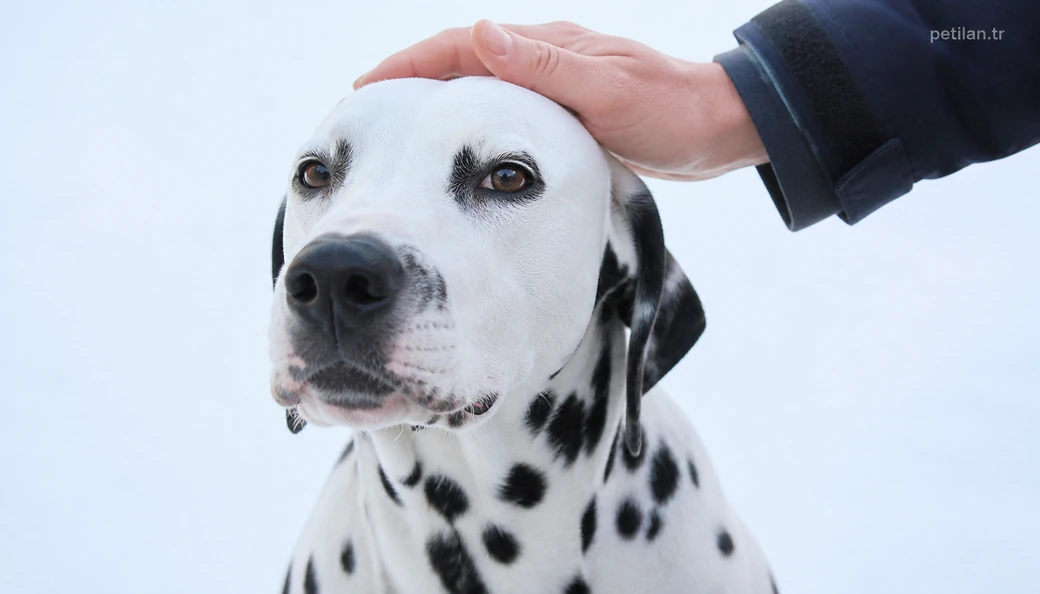 Ardahan Köpek sahiplenme