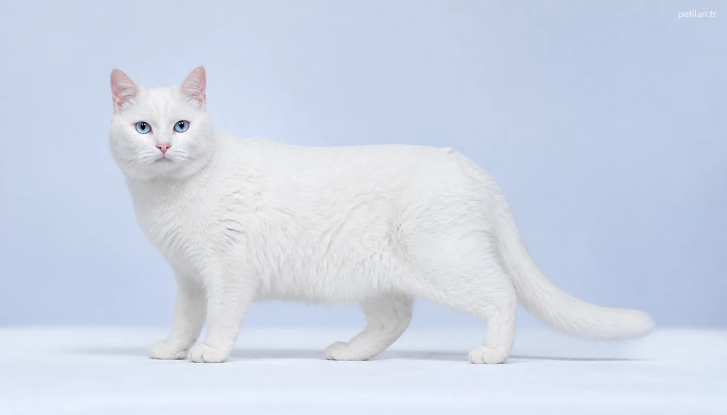Bayburt Kedi fiyatları