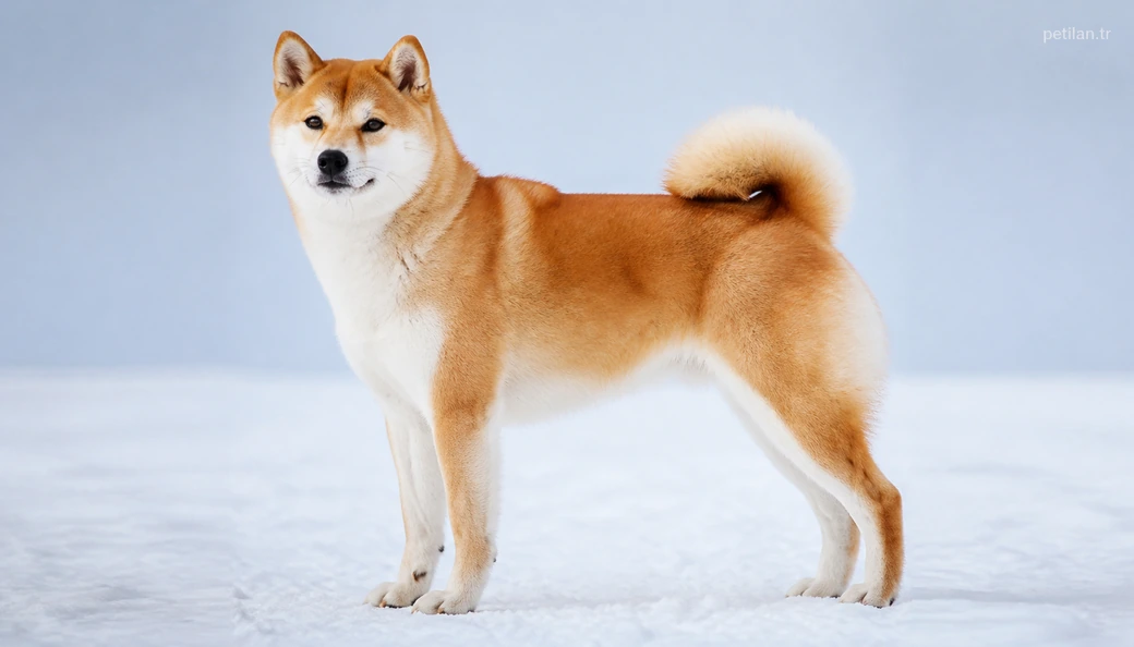 Bingöl Köpek fiyatları