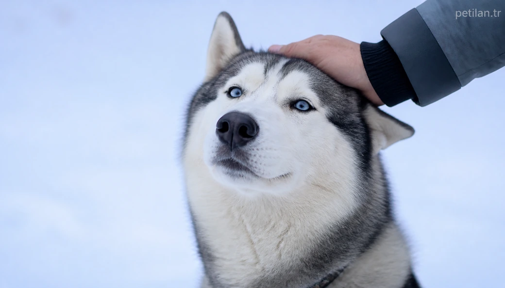 Bingöl Köpek sahiplenme