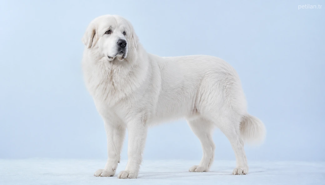 Bitlis Köpek fiyatları