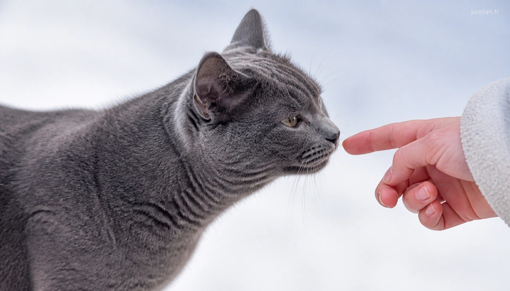 Çankırı Kedi sahiplenme