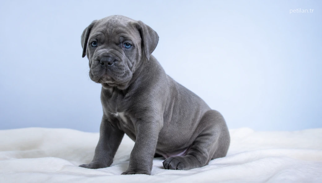 Çankırı Köpek yavru