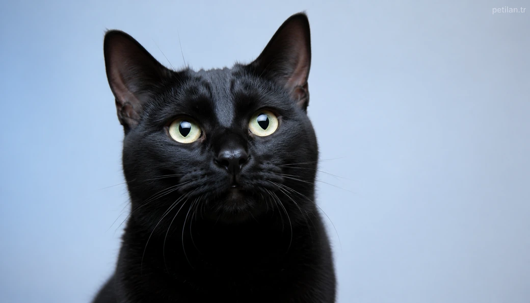 Erzincan Kedi fiyat