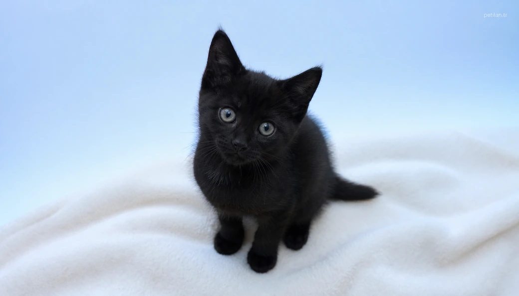 Erzurum Kedi yavru