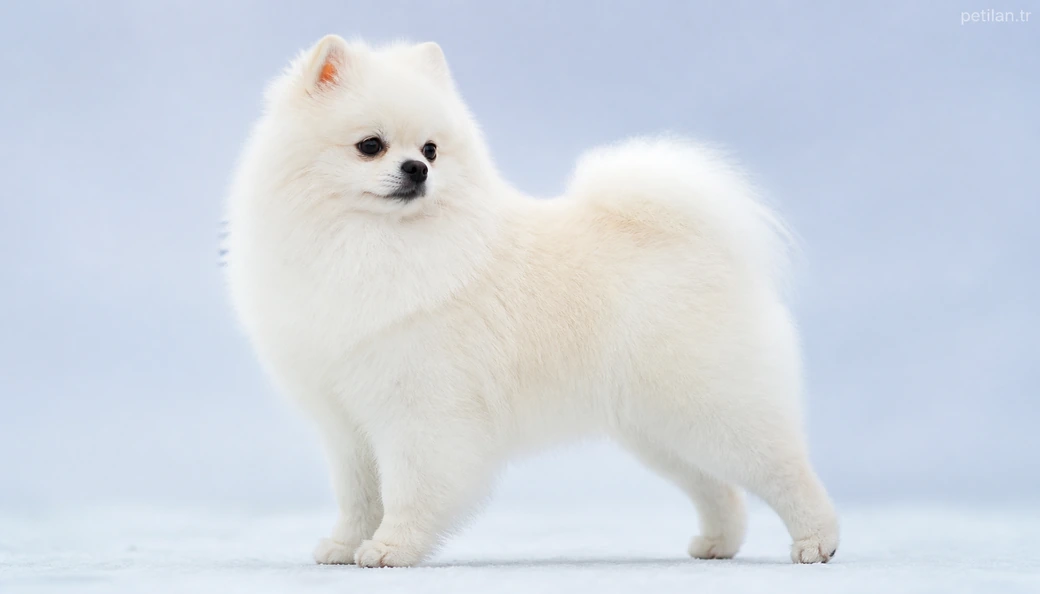 Erzurum Köpek fiyatları