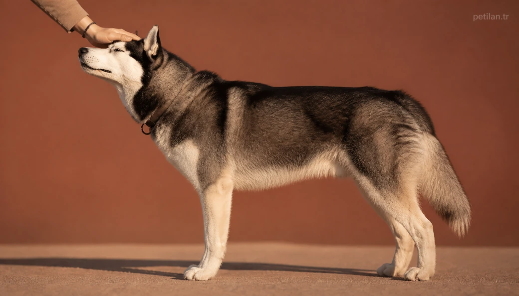 Gaziantep Köpek sahiplenme