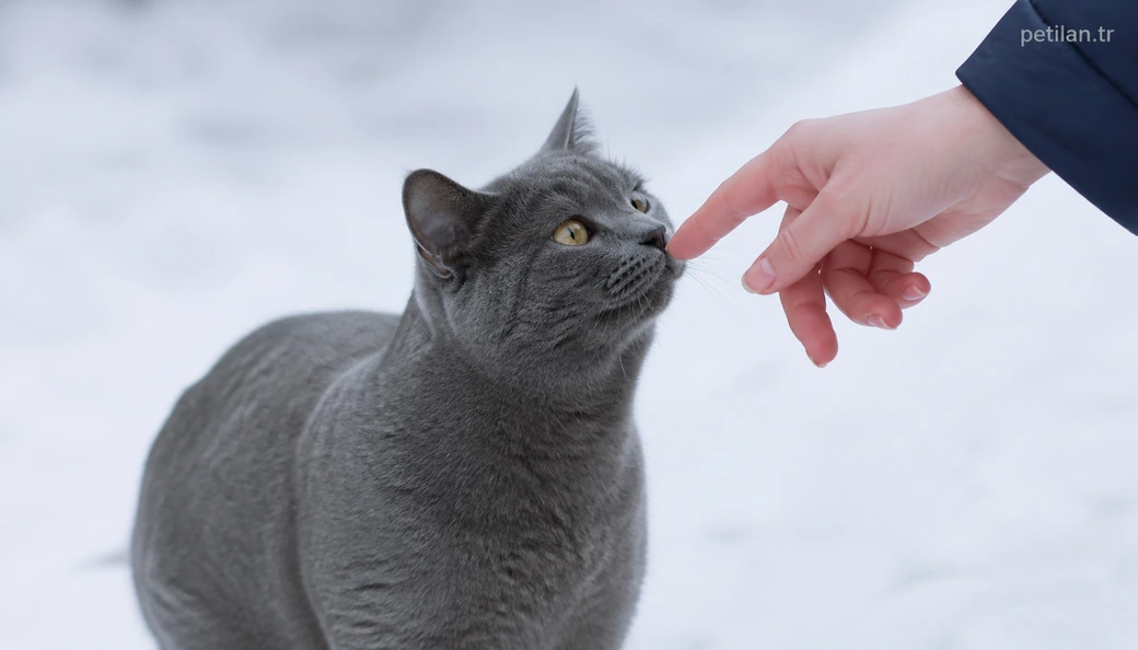 Gümüşhane Kedi sahiplenme