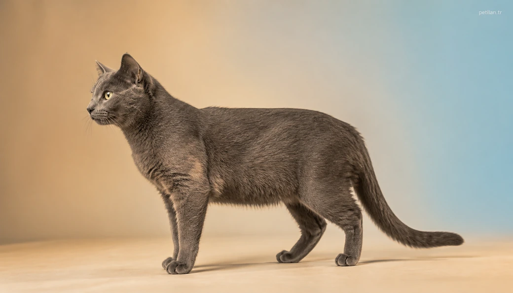 Hatay Kedi fiyatları