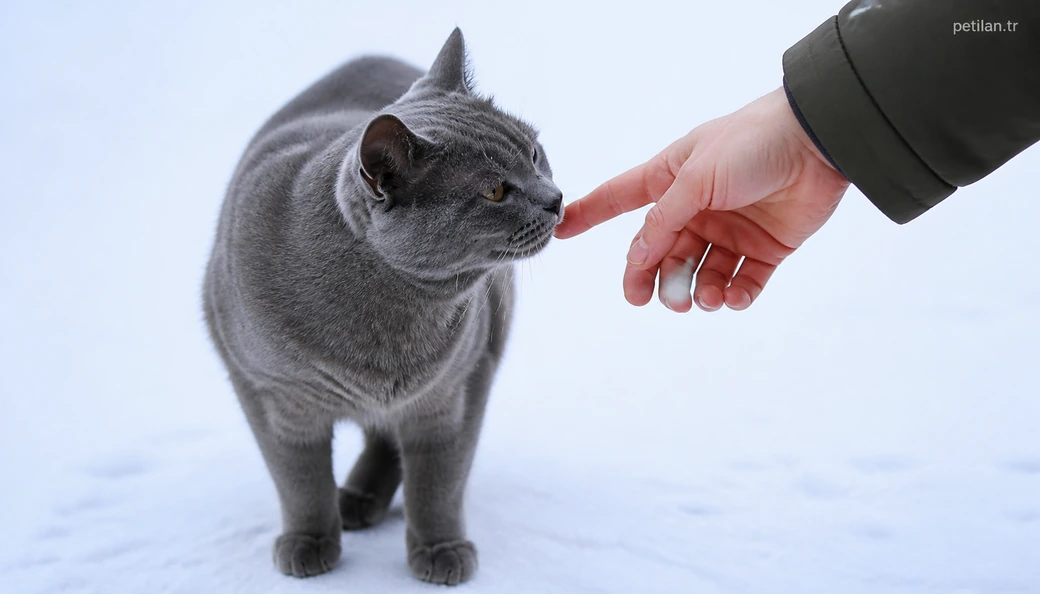 Iğdır Kedi sahiplenme