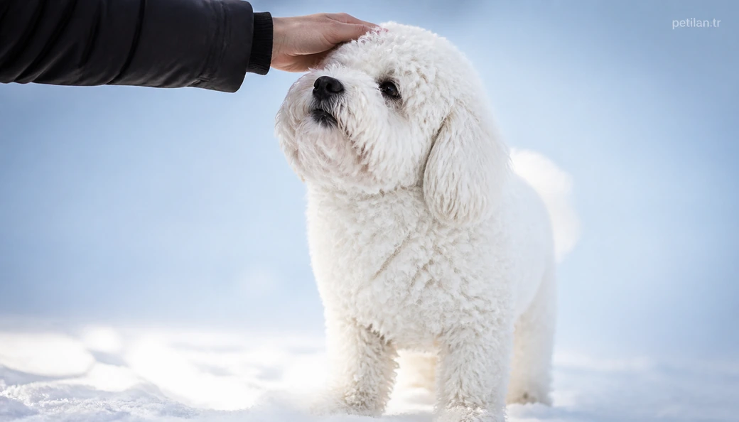 Iğdır Köpek sahiplenme