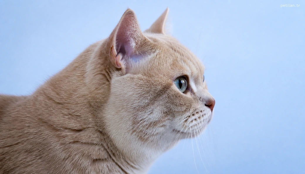 Kastamonu Kedi fiyat