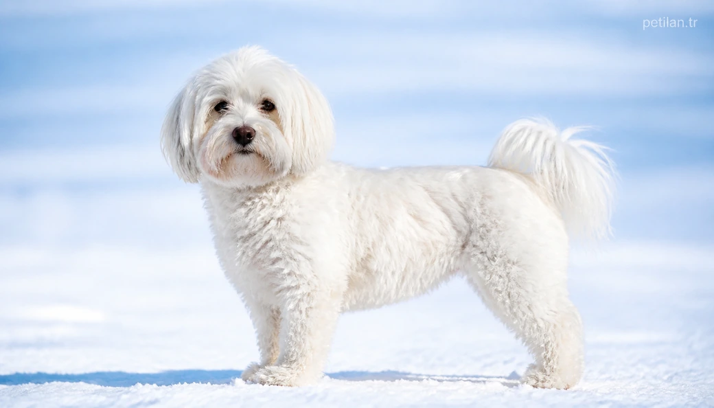 Kastamonu Köpek fiyatları