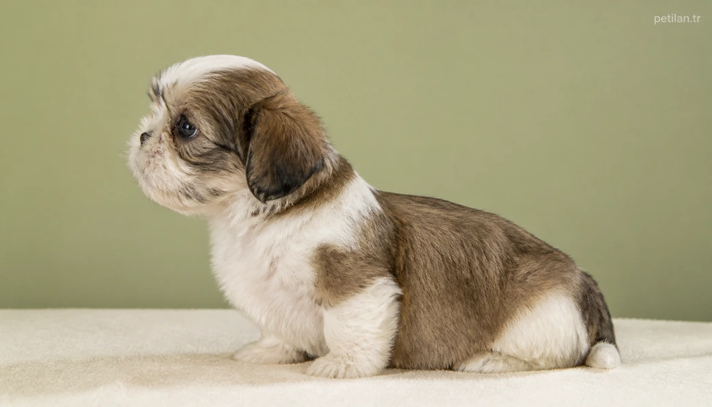 Kırklareli Köpek yavru