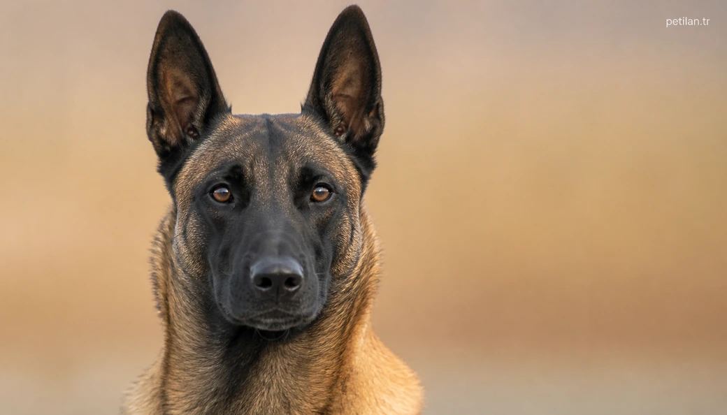 Kütahya Köpek fiyat