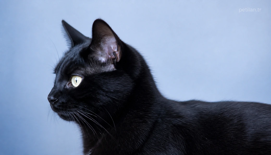 Muş Kedi fiyat
