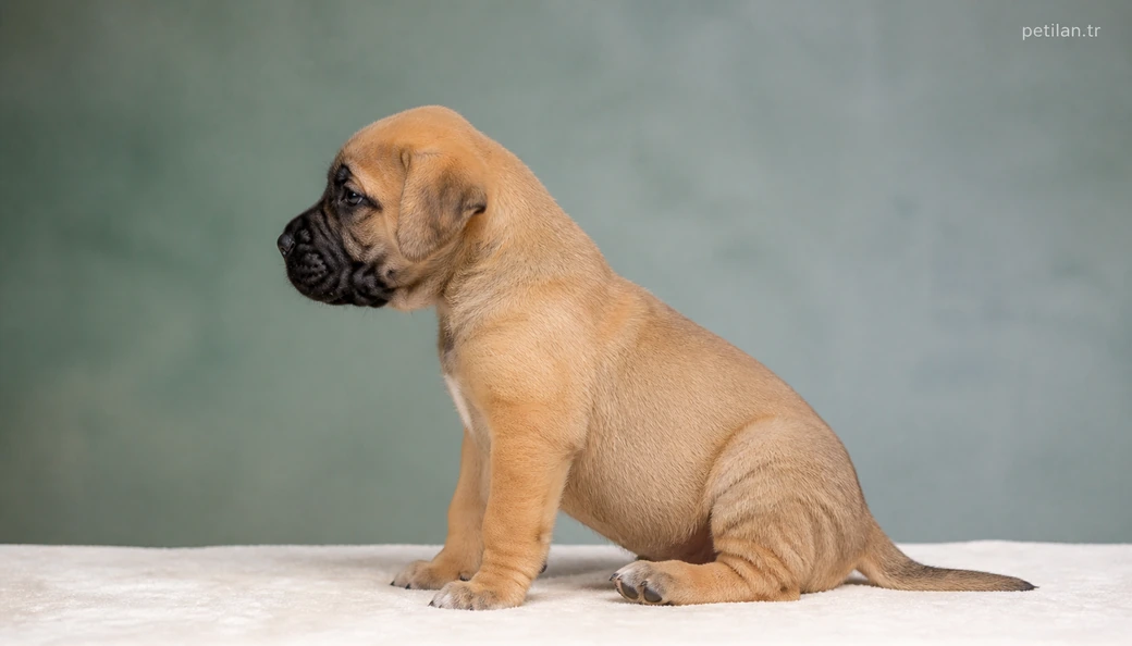 Ordu Köpek yavru
