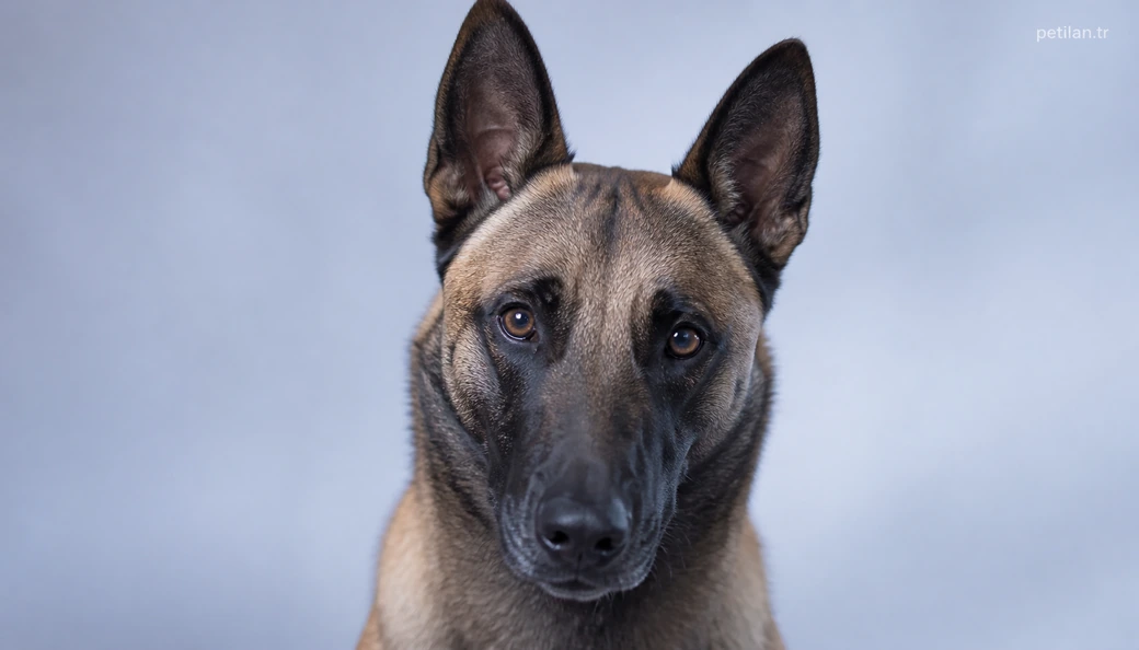 Sivas Köpek fiyat