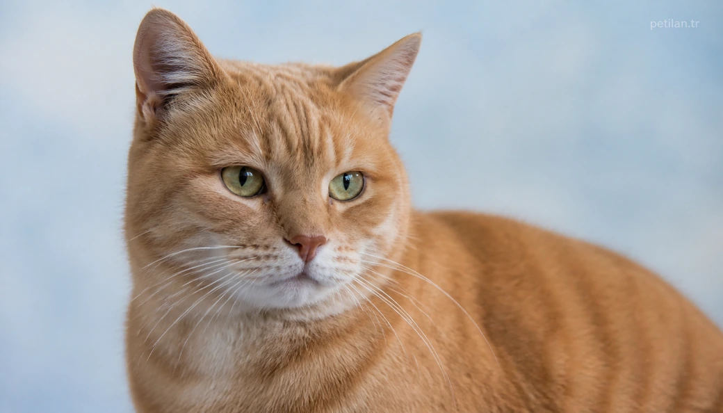 Tunceli Kedi fiyat