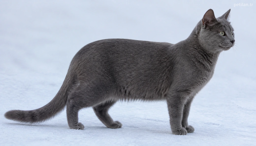 Tunceli Kedi fiyatları