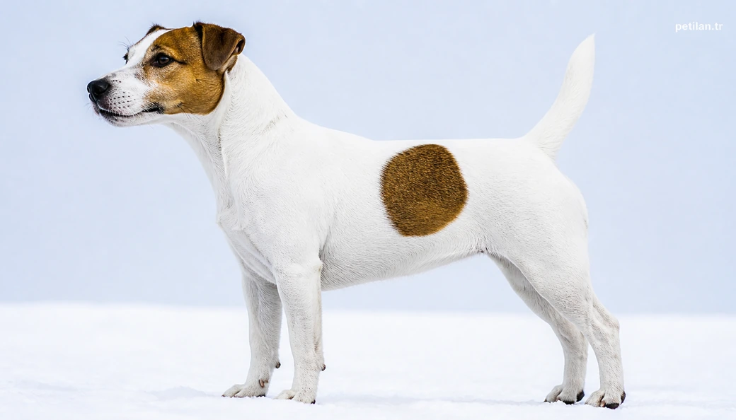 Tunceli Köpek fiyatları