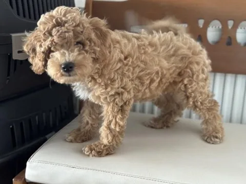 PETMODE KÖPEK ÇİFTLİĞİNDE ZİYARETE AÇIK MALTİPOO