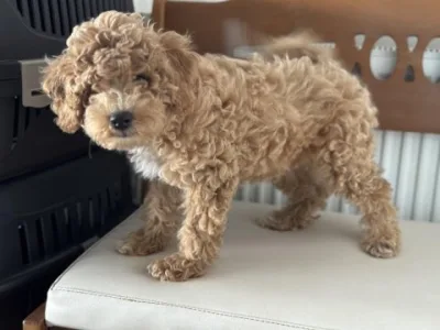 PETMODE KÖPEK ÇİFTLİĞİNDE ZİYARETE AÇIK MALTİPOO
