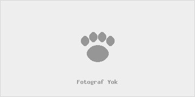 PETMODE KÖPEK ÇİFTLİĞİNDEN BORDER COLLIE YAVRULAR